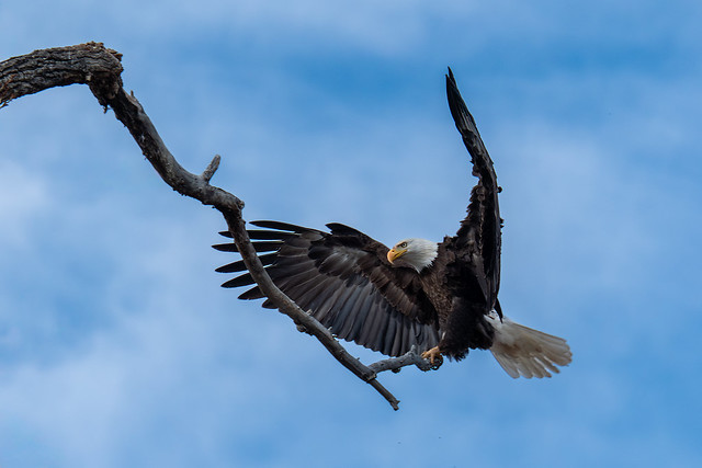Bald Eagle landing on his perch.