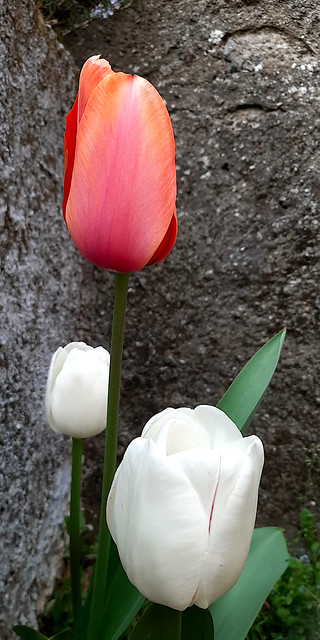 Tulipani / Tulips