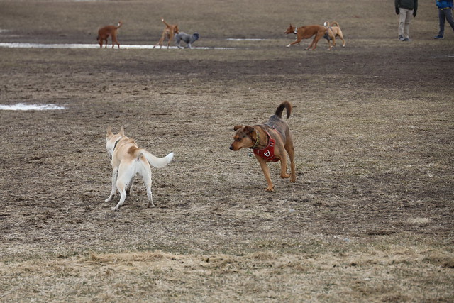Visit with Runyon to Swift Run Dog Park (Ann Arbor, Michigan) - Thursday March 9th, 2023
