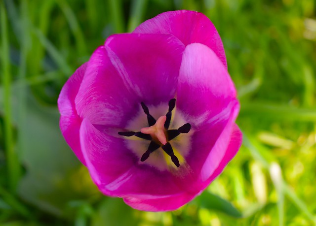 Purple Tulip Growing in the Lawn