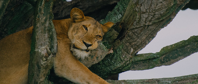 King Lion resting in tree trunks. It is one of the tree climbing lions in Queen Elizabeth N.P