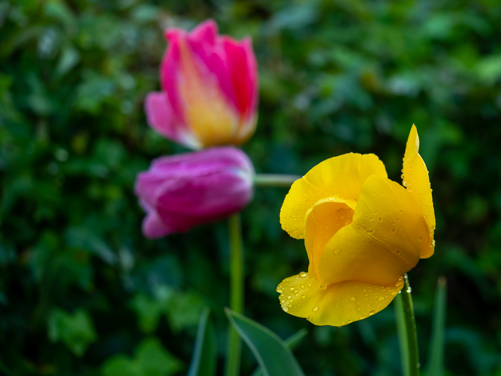 Rain resisting tulips 1