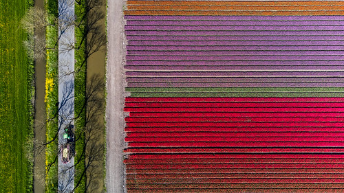 Beemster Tulips from above