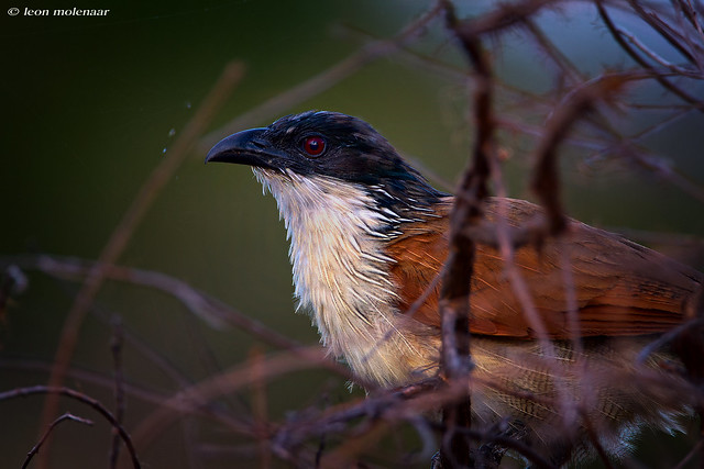 Burchell's Coucal close-up