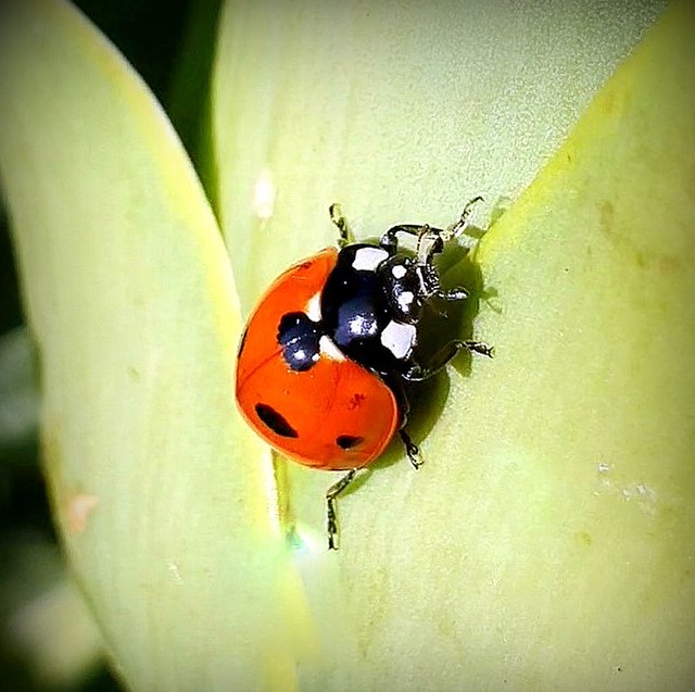 Lady beetle (ladybird)