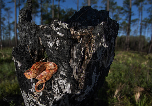 Corn Snake | by cre8foru2009
