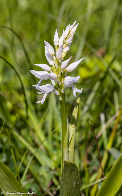 Orchis militaire .