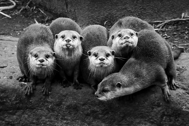 A bevy of Otters at Newquay Zoo