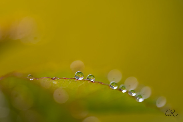 Morning droplets