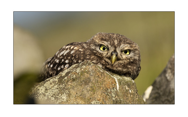 The little owl (Athene noctua).