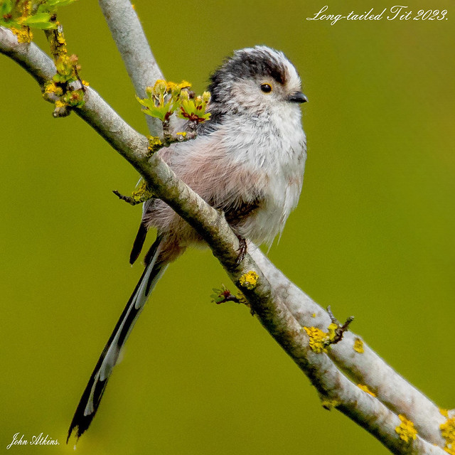 Long-tailed Tit 30/04/23.