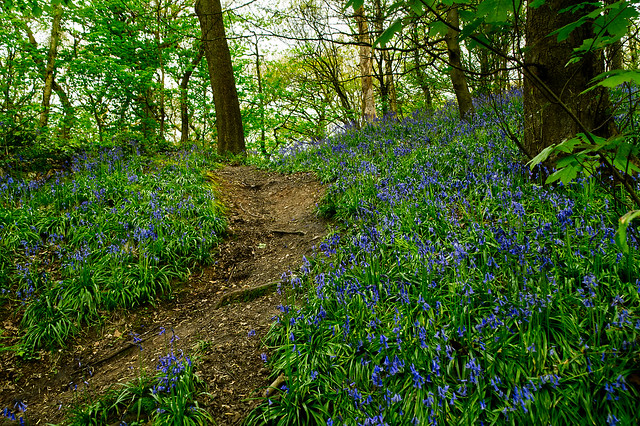 Bluebells in Lawton Woods, S. Cheshire