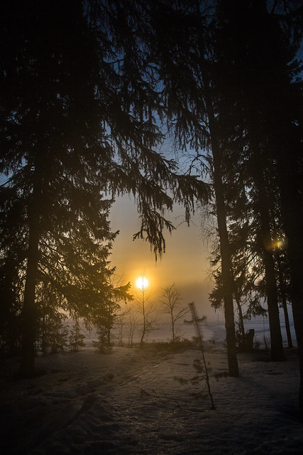 Sunrise Through The Trees, Kuolio, Kuusamo, Northern Finland