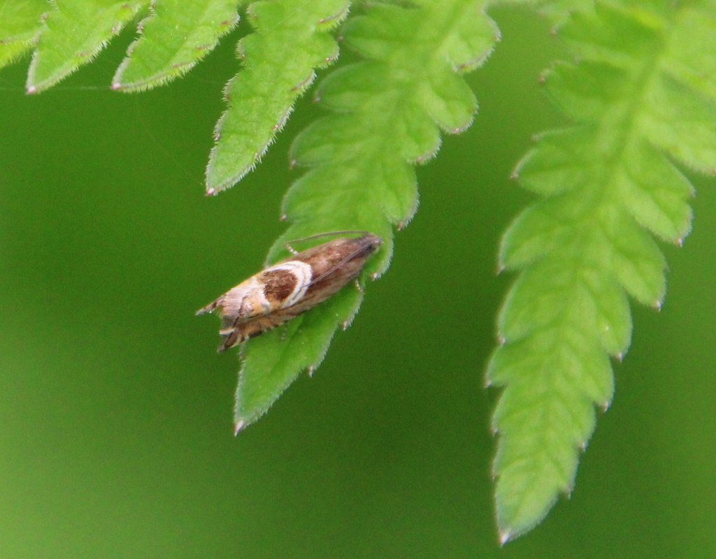 IMG_2309 | Billberry Roller a tiny Micro Moth | Brian Sellars | Flickr