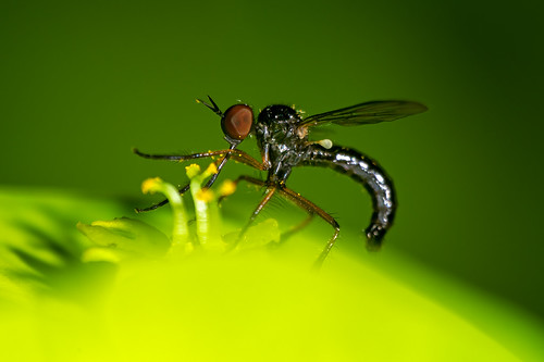 Empis (Mitakon 85mm F2.8 1-5x super macro)