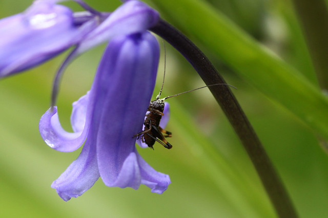 Life in a patch of Bluebells