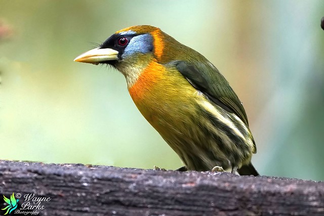 Red-Headed Barbet F