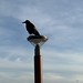 The crow near Mac Donalds