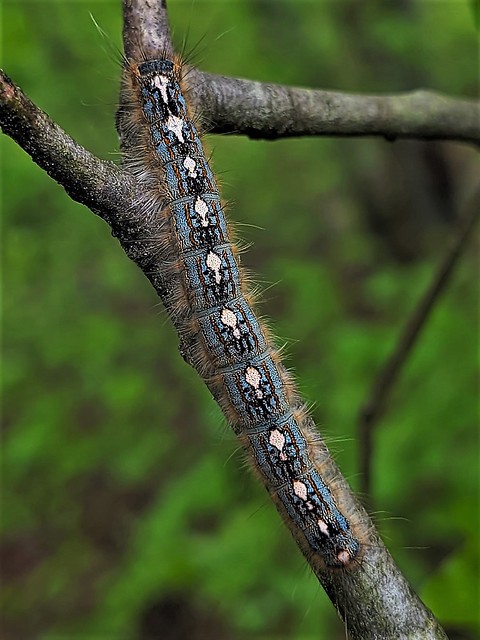 Forester Tent Moth Caterpillar