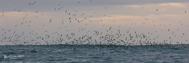 Short-tailed shearwaters