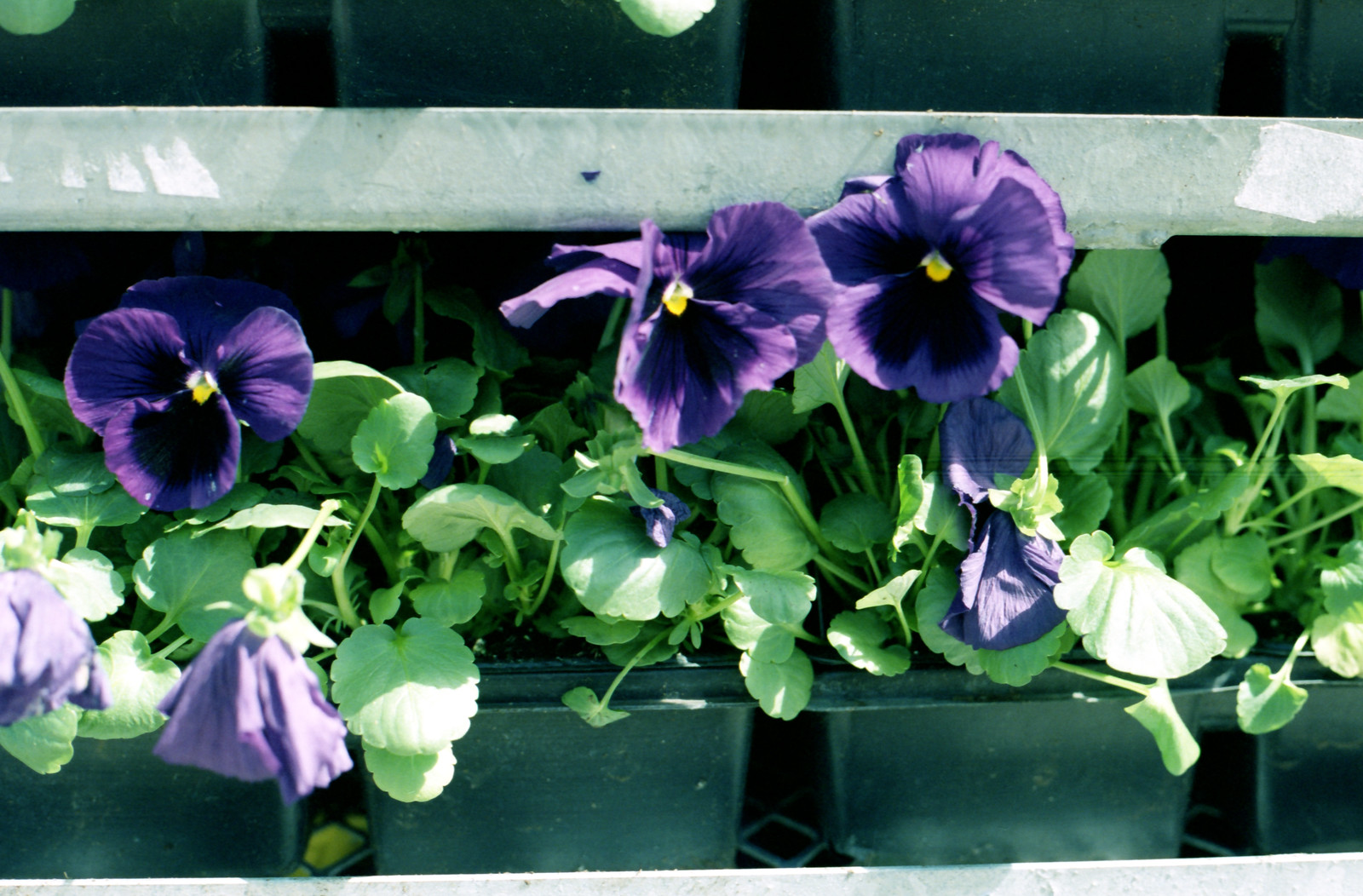 Purple Petunias on the Rack_
