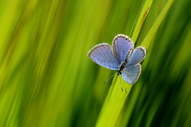 Tiny butterfly on the grass / EXPLORE!! / Apró pillangó a füvön