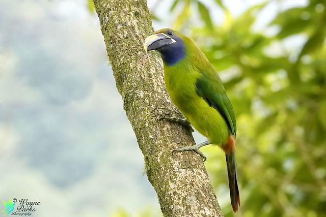 Northern Emerald Toucanet