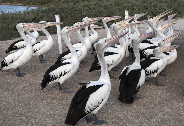 Venus Bay Pelicans