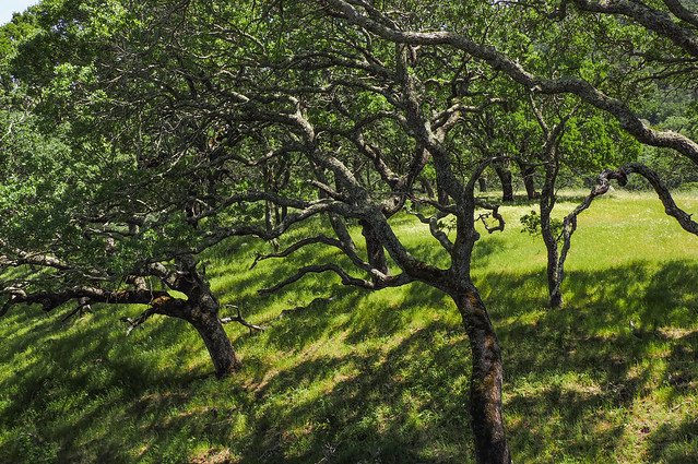 Blue oak grove and shadows, Mount Diablo State Park, Contra Costa County, California