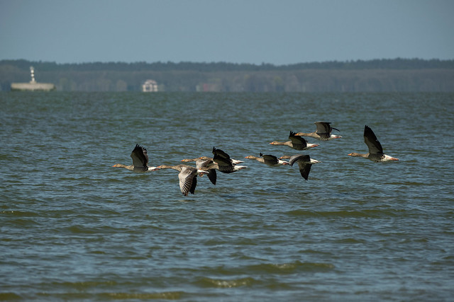 Graylag geese