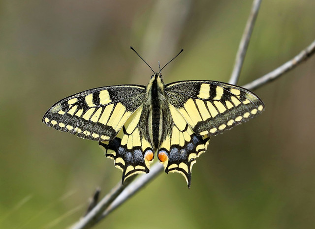 Old World Swallowtail --- Papilio machaon