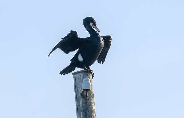 Great cormorant / Dílaskarfur (Phalacrocorax carbo)