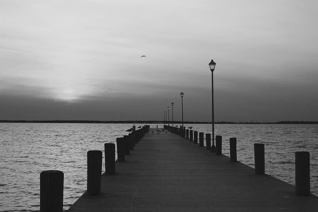 Seagull Pier