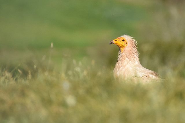 Neophron percnopterus - Egyptian Vulture