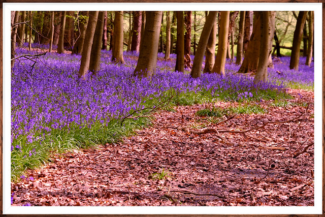 Spring Woodland Path Kent..