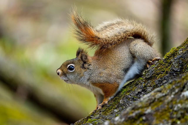 Eastern Red Squirrel