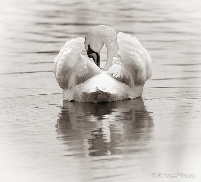 Swan beauty, Norway