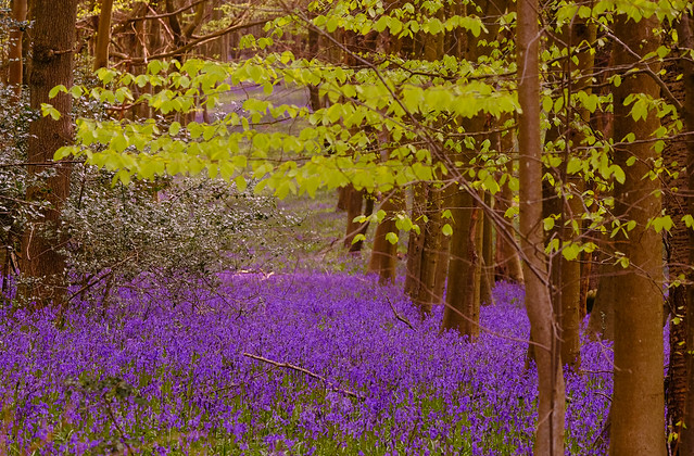 Shades of Purple Flora...Kent