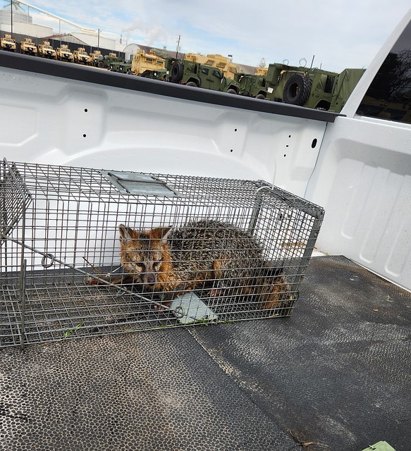 We trapped and released a fox found on Charleston, SC military base.