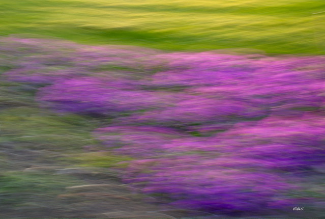 ABSTRACT SPRING