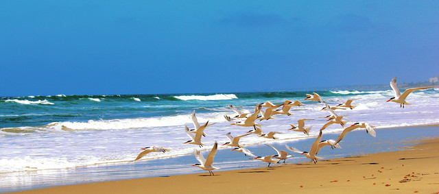 Elegant Terns/beach scenery/Southern California Shore