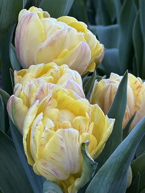 Tulip season