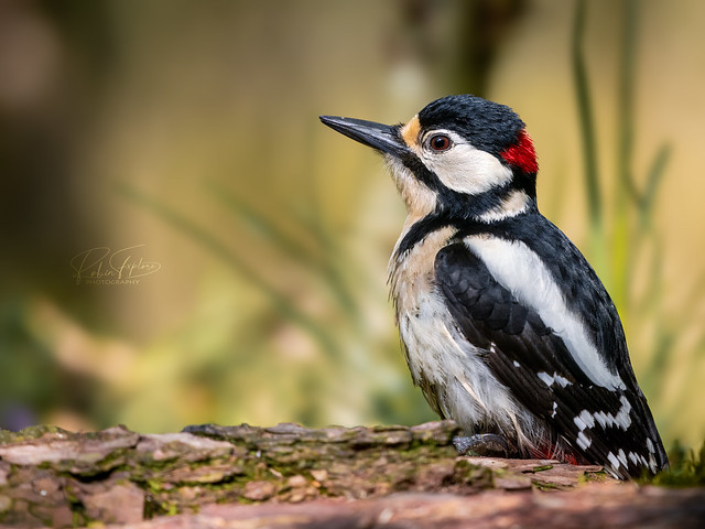 Great Spotted Woodpecker - Buntspecht