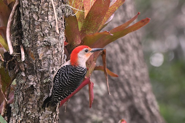 Red-bellied Woodpecker DSC_7903