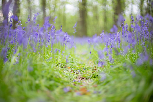 Lying within a carpet of Bluebells
