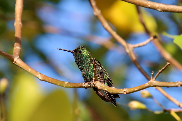Blue-tailed emerald (Chlorostilbon mellisugus) or Emerald hummingbird