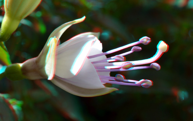 Flower Fuchia 3D