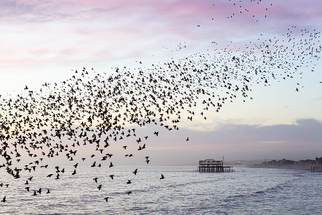 Brighton Starling Murmuration and West Pier