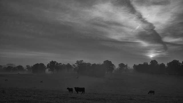 Cattle at Dawn