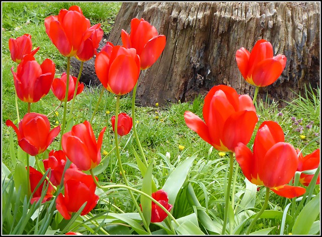 Red Tulips ..